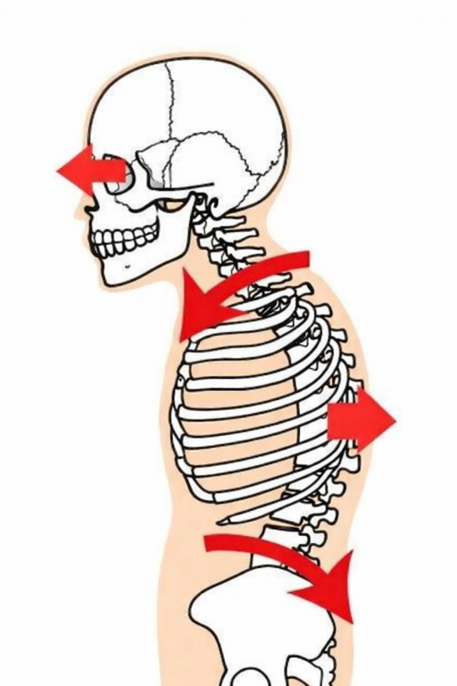 骨格のバランス